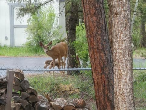 31210 Florence Rd, Conifer, CO 80433 photo 25