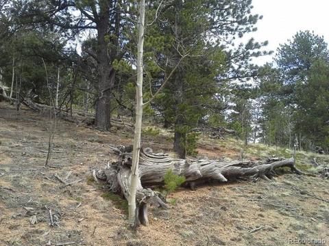 83 Appleby St, Bailey, CO 80421 photo 2