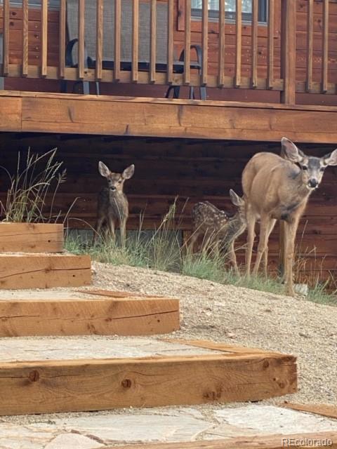 183 Conifer Dr, Bailey, CO 80421 photo 2