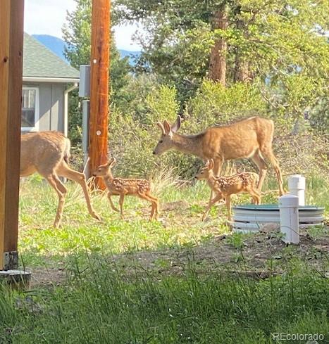 183 Conifer Dr, Bailey, CO 80421 photo 39