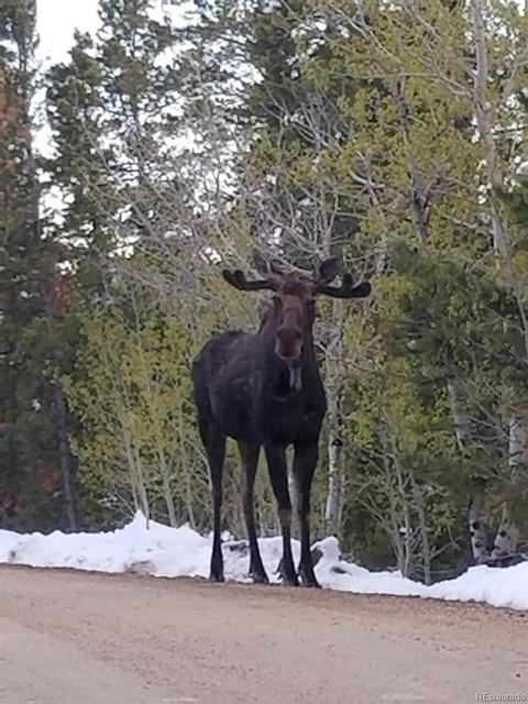 186 Wolf Rd, Black Hawk, CO 80422 photo 28