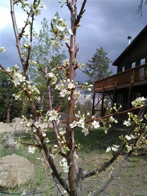 Other - 33508 Persistence Ave, Pine, CO 80470 photo 25 of 25