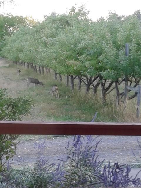 19293 Green Valley Rd, Cedaredge, CO 81413 photo 27
