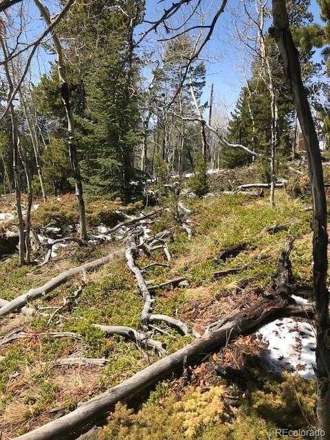 11272 Conifer Mountain Rd, Conifer, CO 80433 photo 4