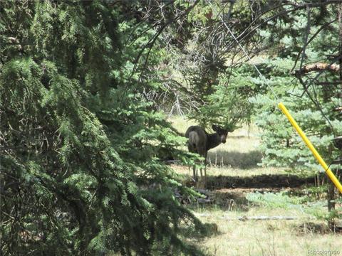 57 Spring Dr, Pine, CO 80470 photo 38