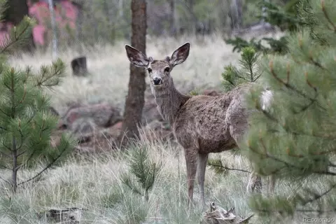 Other - 60 Ball Rd, Bailey, CO 80421 photo 9 of 16