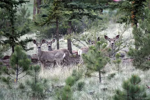 Other - 60 Ball Rd, Bailey, CO 80421 photo 10 of 16