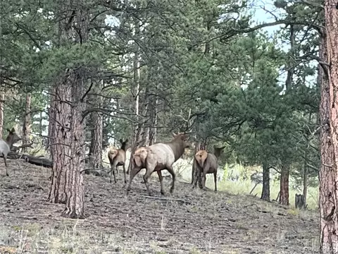 Other - 2894 County Road 43, Bailey, CO 80421 photo 14 of 18