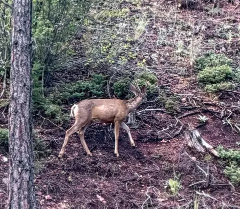 tbd Cathedral Trl, Conifer, CO 80433 photo 4