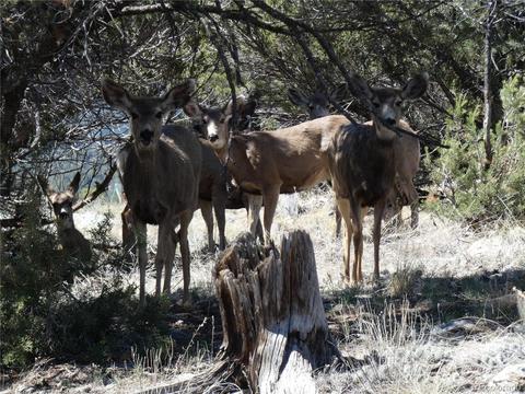 504 E Blarney Stone Rd, Howard, CO 81233 photo 25