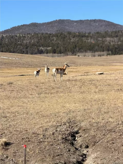 3 Ranch, Hartsel, CO 80449 photo 4