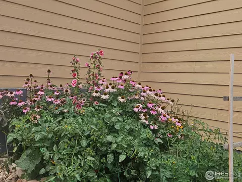 238 Mt Harvard Ave, Severance, CO 80550 photo 35