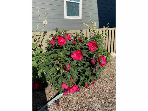 154 Hidden Lake Dr, Severance, CO 80550 photo 37