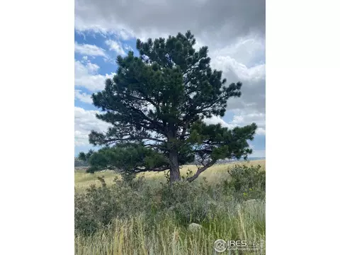 261 Bear Hollow Rd, Laporte, CO 80535 photo 21