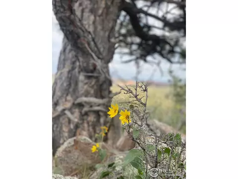 261 Bear Hollow Rd, Laporte, CO 80535 photo 11