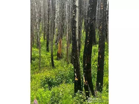 0 Old Ballard Logging Rd, Bellvue, CO 80512
