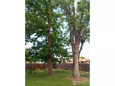350 Florence Ave, Firestone, CO 80520 photo 37