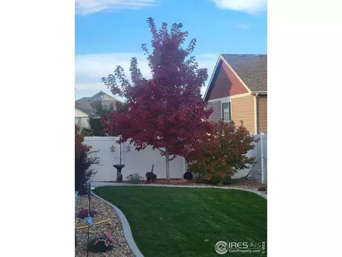 702 Mt Evans Ave, Severance, CO 80550 photo 5