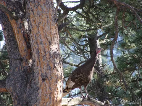 0 Cedar Dr, Lyons, CO 80540 photo 5