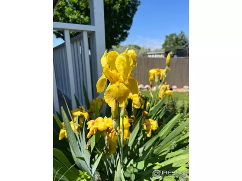 1204 Boulder Ct, Windsor, CO 80550 photo 33