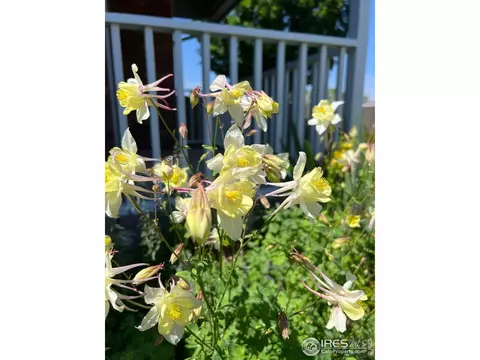 1204 Boulder Ct, Windsor, CO 80550 photo 34