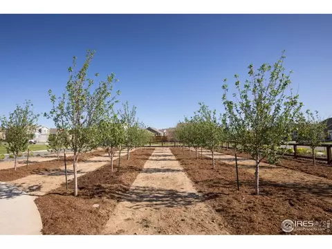 1719 Branching Canopy Dr, Windsor, CO 80550 photo 18