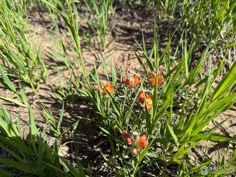 3 Tbd Lot B Ffd25-0006 Wcr 15, Carr, CO 80612 photo 7