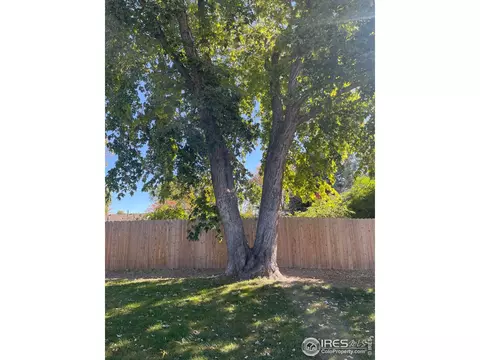 1118 Walnut St, Windsor, CO 80550 photo 37