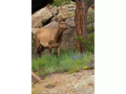 Other - 321 May Ave, Lyons, CO 80540 photo 8 of 11