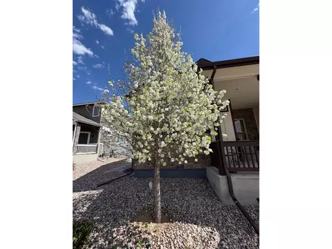 Other - 1210 Muskox St, Severance, CO 80550 photo 7 of 7