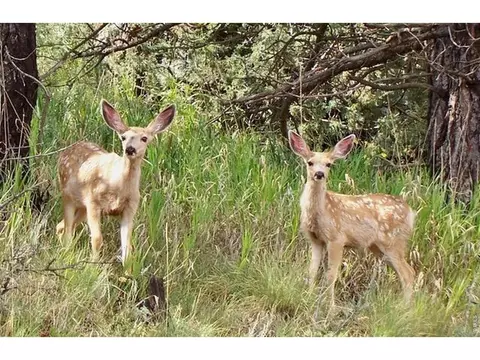 Other - 95 Rowell Dr, Lyons, CO 80540 photo 10 of 15