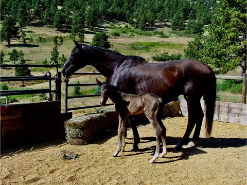 Other - 95 Rowell Dr, Lyons, CO 80540 photo 1 of 15