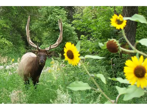 Other - 95 Rowell Dr, Lyons, CO 80540 photo 13 of 15