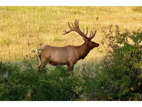 Other - 95 Rowell Dr, Lyons, CO 80540 photo 14 of 15