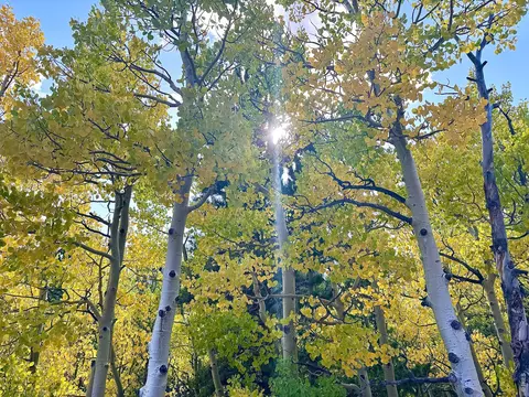 49 Pine Dr, Lyons, CO 80540 photo 11