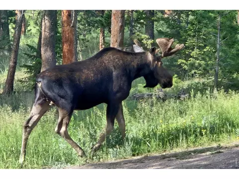 Other - 18673 Highway 7, Lyons, CO 80540 photo 5 of 11