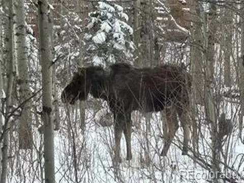 Other - 746 Riverside Dr, Lyons, CO 80540 photo 16 of 22