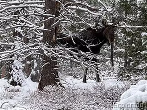 Other - 746 Riverside Dr, Lyons, CO 80540 photo 3 of 22