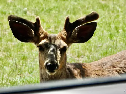 Other - 71 Cedar Dr, Lyons, CO 80540 photo 7 of 7