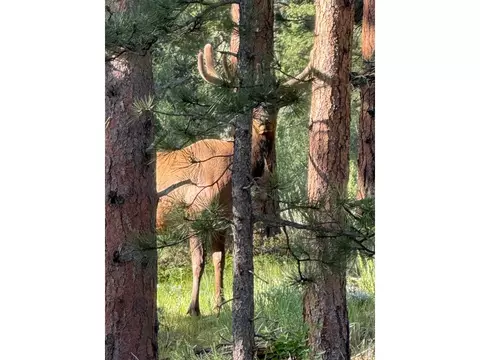 Other - 270 Choctaw Rd, Lyons, CO 80540 photo 7 of 9