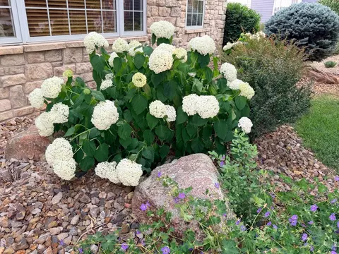 899 Panorama Pl, Windsor, CO 80550 photo 2