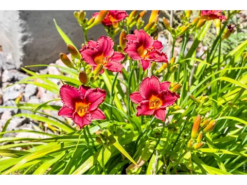 2104 Gather Ct, Windsor, CO 80550 photo 35