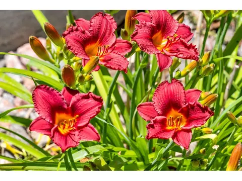 2104 Gather Ct, Windsor, CO 80550 photo 36