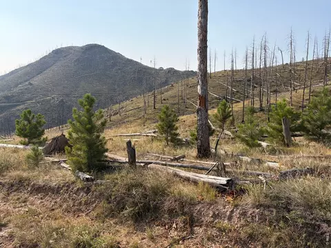 0 Pine Acres Rd, Bellvue, CO 80512