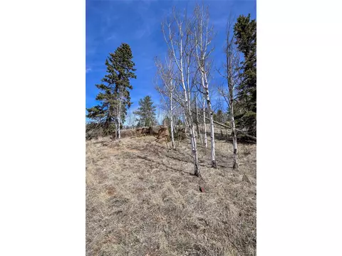 926 W Bison Creek Trl, Divide, CO 80814 photo 5