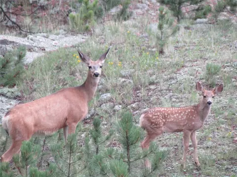 Undisclosed, Bailey, CO 80421 photo 10