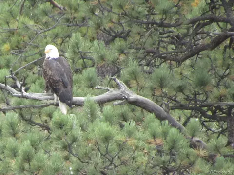 Undisclosed, Bailey, CO 80421 photo 9