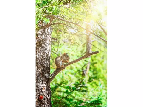 244 Old Sawmill Rd, Bailey, CO 80421 photo 34