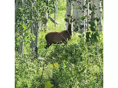0 Zs Rd, Whitewater, CO 81527