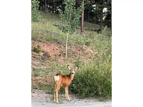 153 Hangmans Rd, Bailey, CO 80421 photo 14